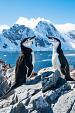 Twee pinguïns in winters landschap