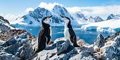 Twee pinguïns in winters landschap
