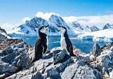 Twee pinguïns in winters landschap