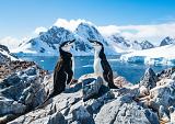 Twee pinguïns in winters landschap