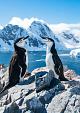 Twee pinguïns in winters landschap