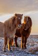 Drie IJslandse paarden met zonsondergang