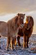 Drie IJslandse paarden met zonsondergang