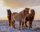 Drie IJslandse paarden met zonsondergang