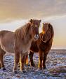 Drie IJslandse paarden met zonsondergang