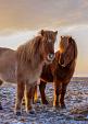 Drie IJslandse paarden met zonsondergang
