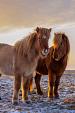 Drie IJslandse paarden met zonsondergang
