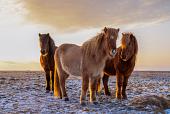 Drie IJslandse paarden met zonsondergang