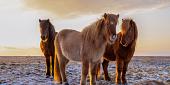 Drie IJslandse paarden met zonsondergang