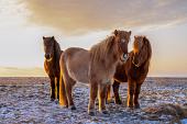 Drie IJslandse paarden met zonsondergang