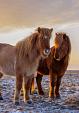 Drie IJslandse paarden met zonsondergang