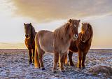 Drie IJslandse paarden met zonsondergang