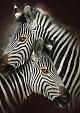 Zebra's modern schilderij