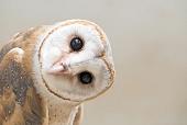 Indringend kijkende uil