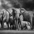 Kudde olifanten met jong in zwart wit