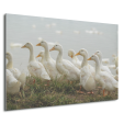 aluminium ducks