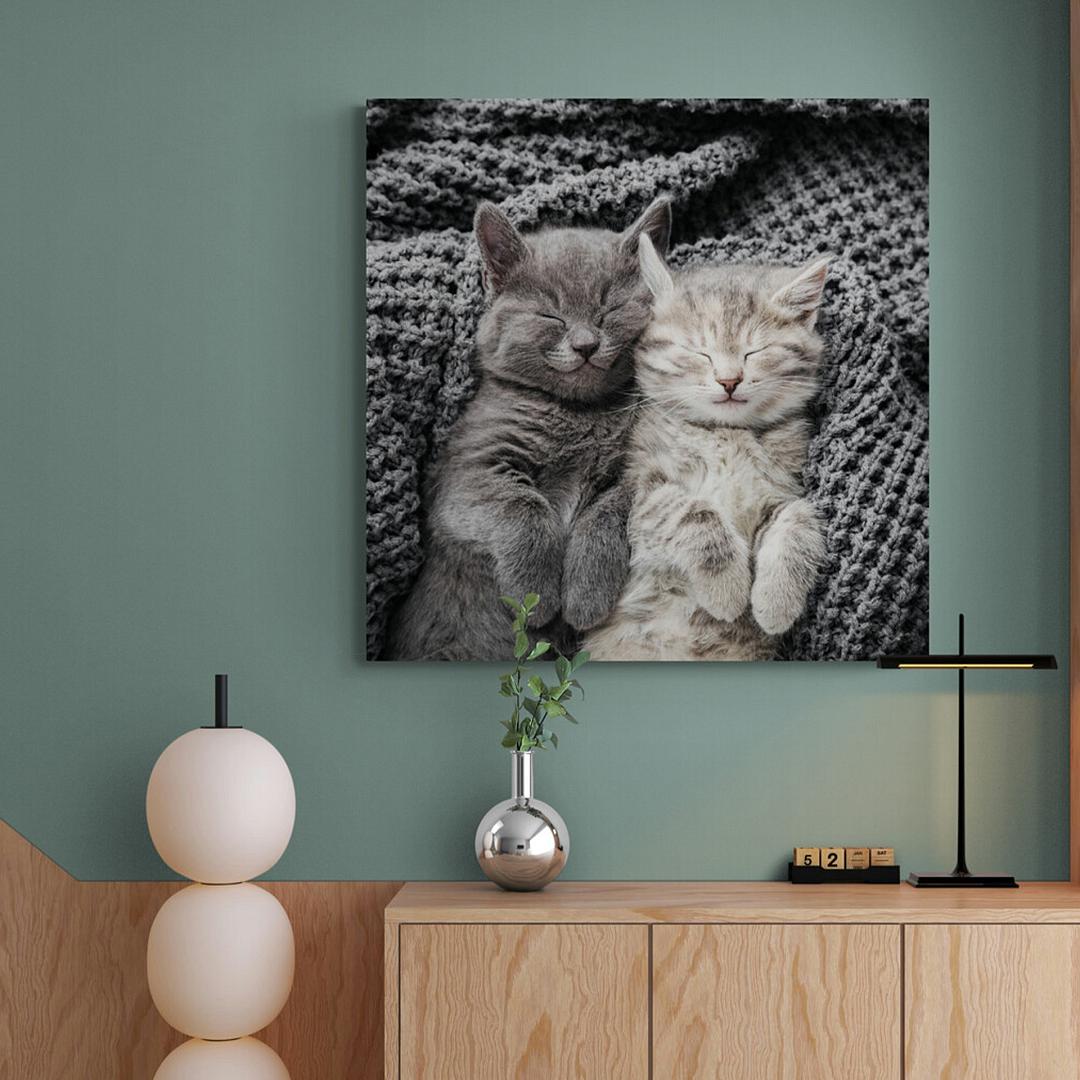dieren vierkant