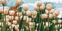 Witte tulpen in tulpenveld