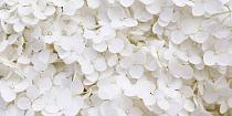 Wit bloemenveld