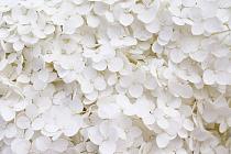Wit bloemenveld