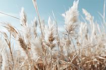 15656 ol veld met pampas 150x100