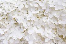 Wit bloemenveld