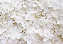 Wit bloemenveld
