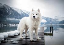 Samojeed in een sneeuwlandschap