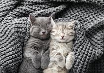 Schattige, slapende katten
