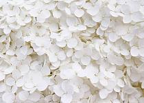 Wit bloemenveld
