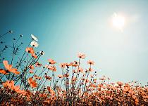Vintage lentelandschap bloemenveld