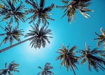 Hoge palmbomen in helderblauwe lucht