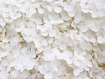 Wit bloemenveld