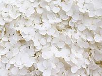 Wit bloemenveld