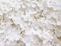 Wit bloemenveld