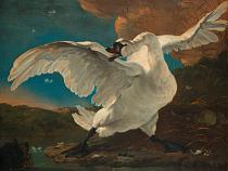 6993 ol zwaan 120x90