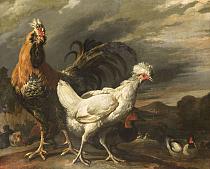 Een haan, een kip en ander pluimvee, Pieter Jansz. Van Ruyven, 1670 - 1690