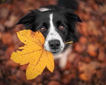 7123 ol border collie 50x40