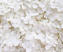 Wit bloemenveld