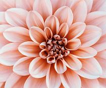 Close-up Dahlia bloem