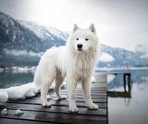 Samojeed in een sneeuwlandschap