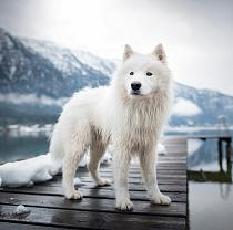 Samojeed in een sneeuwlandschap