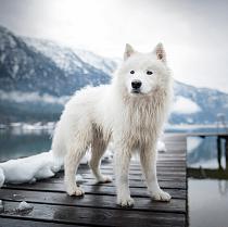 Samojeed in een sneeuwlandschap