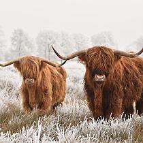 Schotse hooglanders