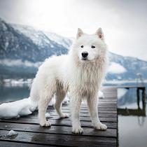 Samojeed in een sneeuwlandschap