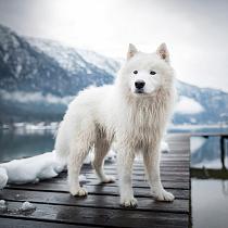 Samojeed in een sneeuwlandschap