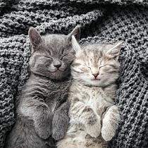 8314 ov slapende katten 20x20