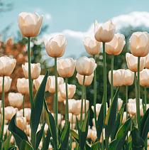 Witte tulpen in tulpenveld