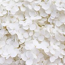Wit bloemenveld