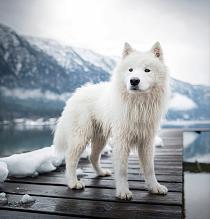 Samojeed in een sneeuwlandschap